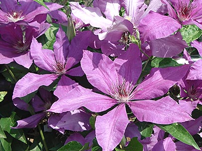 クレマチス‘大和’