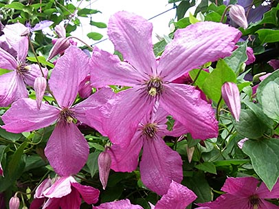 クレマチス‘エティカ’