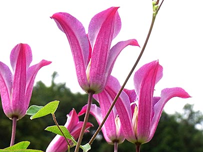 クレマチス‘サー・トレバーロレンス’