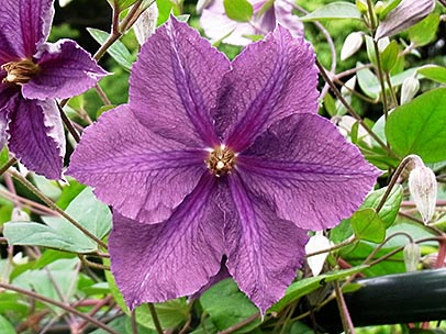 クレマチス‘ビクトリア’