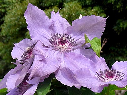 クレマチス‘ブルー・キング’