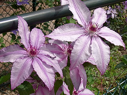 クレマチス‘ジョン・ウォーレン’