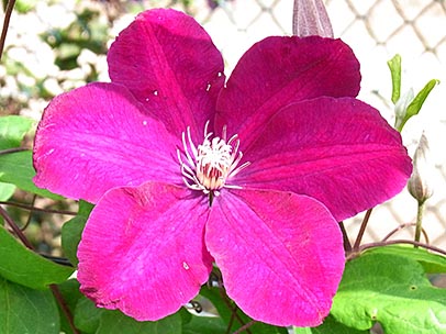 クレマチス‘ルージュ・カーディナル’