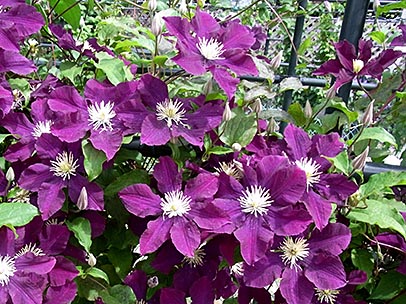 クレマチス‘ワルシャフスカ・ニキ’