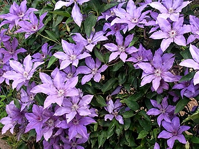 クレマチス‘大和’