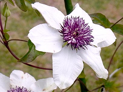 シーボルドテッセン