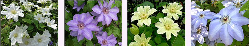 日本の野生種カザグルマ