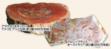 絶滅した植物の化石にさわろう