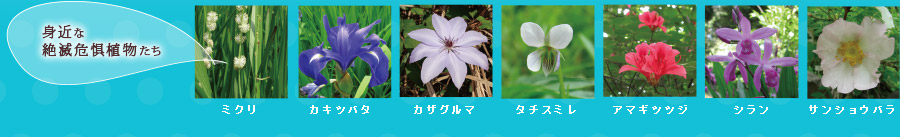 身近な絶滅危惧種たち＞ミクリ、カキツバタ、カザグルマ、タチスミレ、アマギツツジ、シラン、サンショウバラ