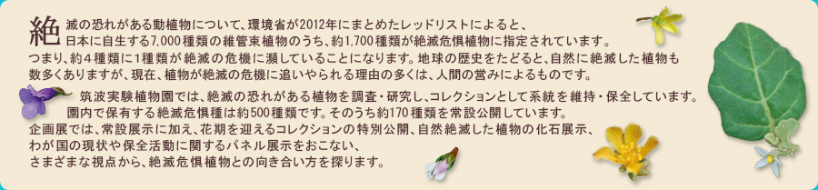 絶滅の恐れがある動植物について、環境省が2012年にまとめたレッドリストによると、日本に自生する7,000種類の維管束植物のうち、約1,700種類が絶滅危惧植物に指定されています。つまり、約４種類に１種類が絶滅の危機に瀕していることになります。地球の歴史をたどると、自然に絶滅した植物も数多くありますが、現在、植物が絶滅の危機に追いやられる理由の多くは、人間の営みによるものです。筑波実験植物園では、絶滅の恐れがある植物を調査・研究し、コレクションとして系統を維持・保全しています。園内で保有する絶滅危惧種は約500種類です。そのうち約170種類を常設公開しています。企画展では、常設展示に加え、花期を迎えるコレクションの特別公開、自然絶滅した植物の化石展示、わが国の現状や保全活動に関するパネル展示をおこない、さまざまな視点から、絶滅危惧植物との向き合い方を探ります。