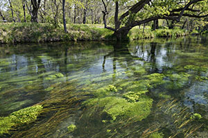 バイカモ調査：清流にたなびく美しい水草