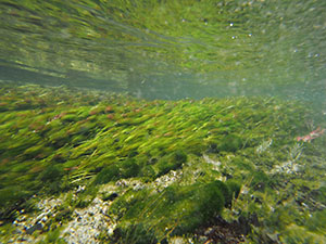 バイカモ調査：流水中の水草