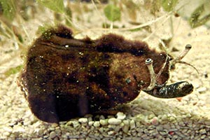 水草展2013の企画