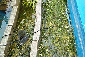藻類だらけのFRP水槽