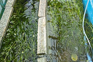 水量を増やしたFRP水槽