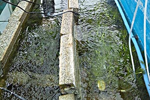 剪定後のFRP水槽