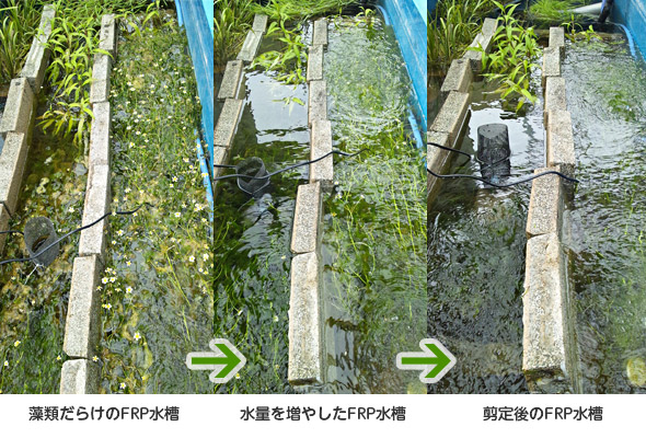 水槽内でのバイカモの栽培