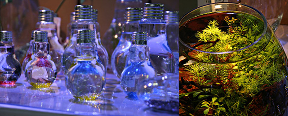 フラワーベースの中の水草