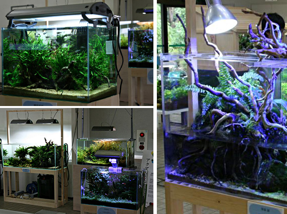 美しい水草レイアウト水槽の数々
