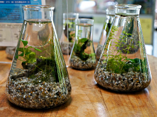 ミニアクアリウム