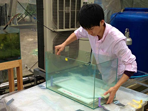 水草展に向けて水槽の設置