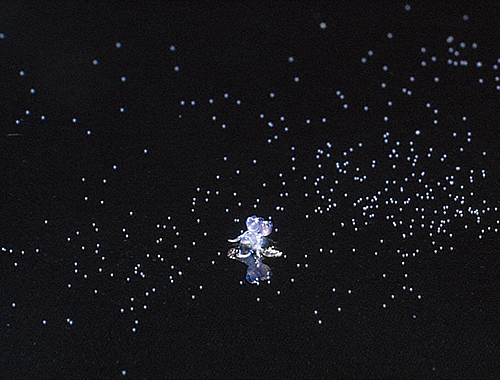 水草水槽の作成中