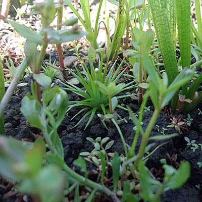 田んぼに生えるホシクサ