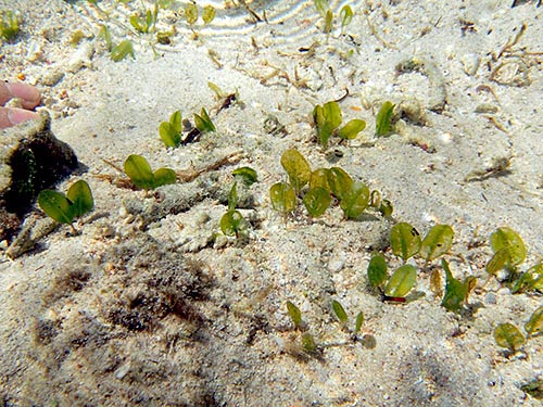 西表島のウミヒルモ