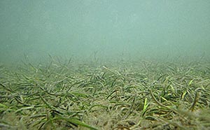 水草調査メンバー