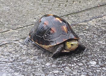 水草調査メンバー