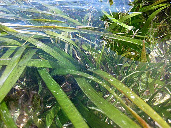 水草調査メンバー