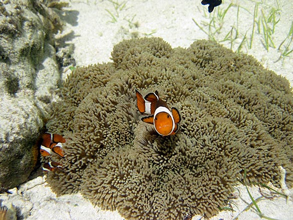 水草調査メンバー