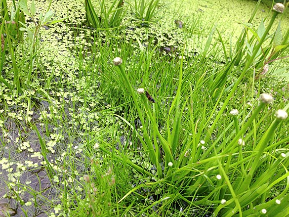 水草調査メンバー