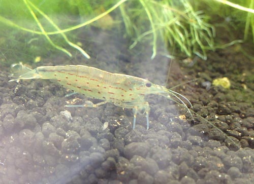 ミナミヌマエビ