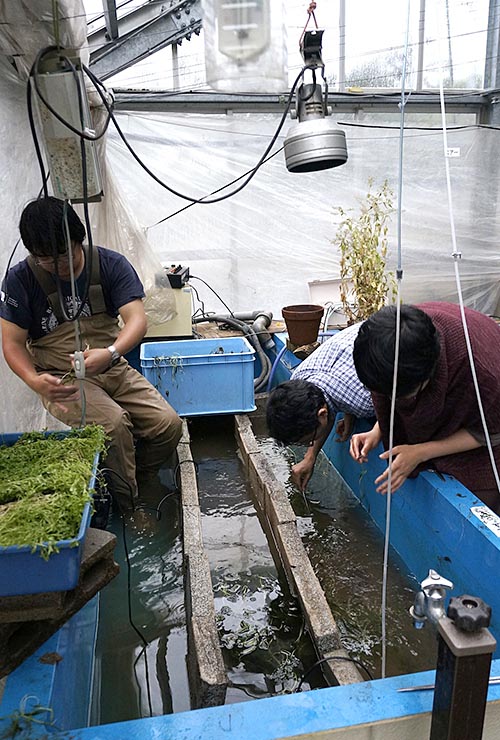 栽培試験水槽