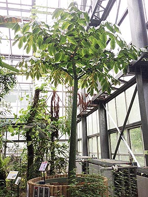 ショクダイオオコンニャクの葉