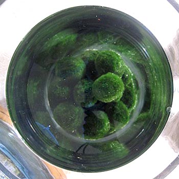 謎の緑色の丸い物体？