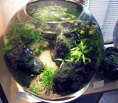 謎の緑色の丸い物体？