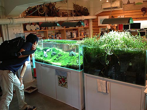 バスと魚（川瀬一絵）