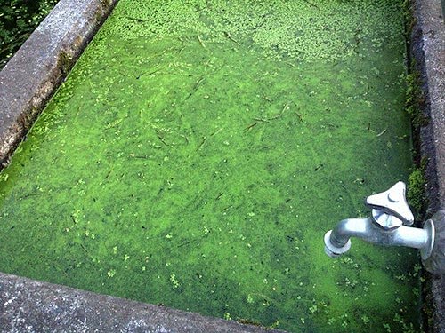 ミジンコウキクサのプール