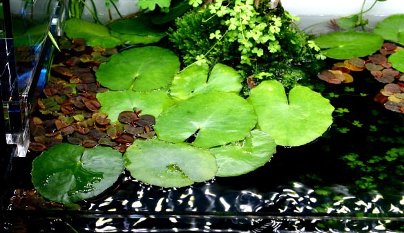 オープンアクアリウム