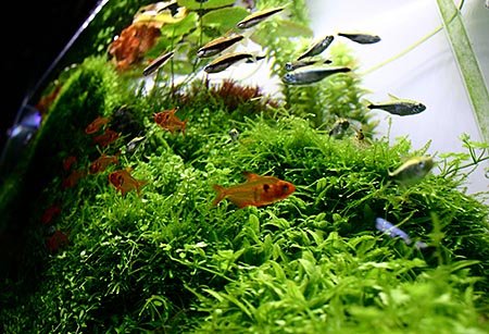 オープンアクアリウム