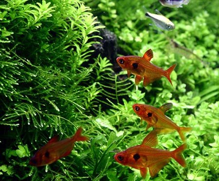 オープンアクアリウム