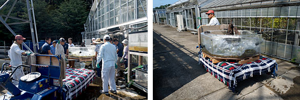 ラウンド八角形水槽を移動中