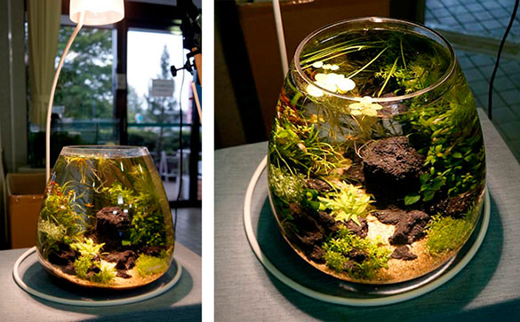 水草クイズ＆ビンゴ大会の景品