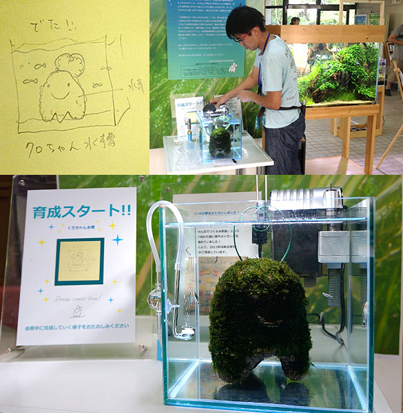 くろちゃん水槽