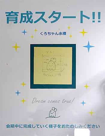 くろちゃん水槽育成スタート