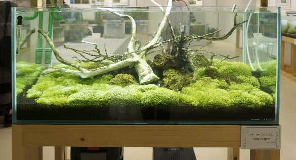 泡鑑賞の出来る水草