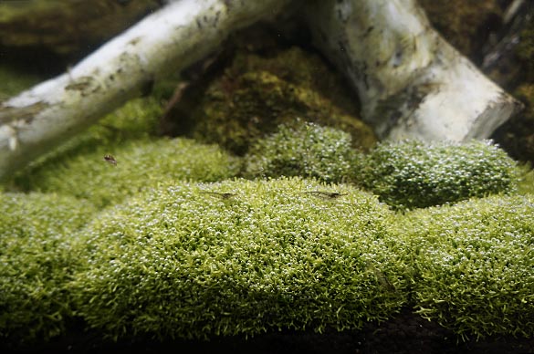 泡鑑賞の出来る水草