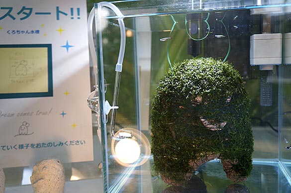 くろちゃん水槽